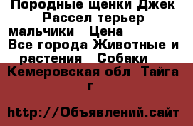 Породные щенки Джек Рассел терьер-мальчики › Цена ­ 40 000 - Все города Животные и растения » Собаки   . Кемеровская обл.,Тайга г.